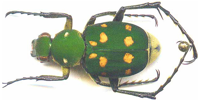 http://www.gorodinski.ru/cetoniidae/Trichius bowringi.jpg